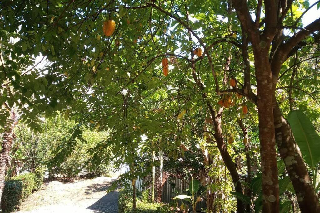 Casa Flor De Annia ~ Cozy 2 Bdrm On The River Sierpe ~ Walkable To Town Villa Екстериор снимка