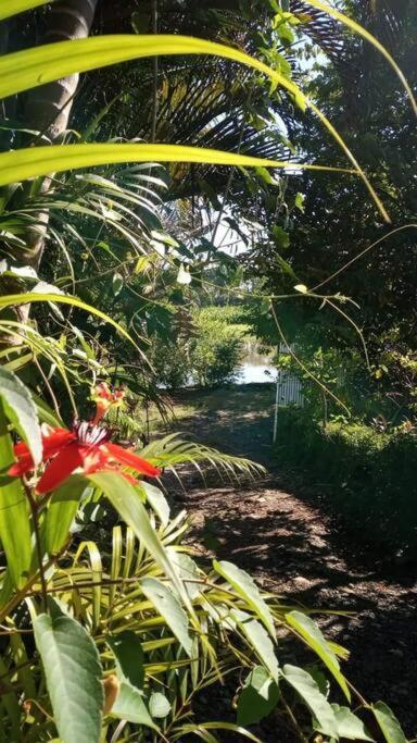 Casa Flor De Annia ~ Cozy 2 Bdrm On The River Sierpe ~ Walkable To Town Villa Екстериор снимка